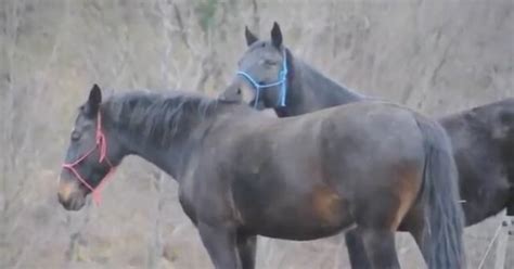 atların çiftleşme dönemi videoları